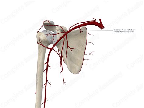 Superior Thoracic Artery | Complete Anatomy