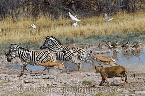 African Lion Hunting Zebra