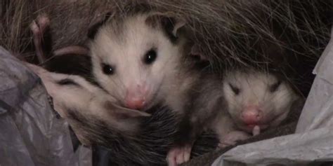 People Help Mom Opossum And Her Babies Make It Back Home - Videos - The Dodo