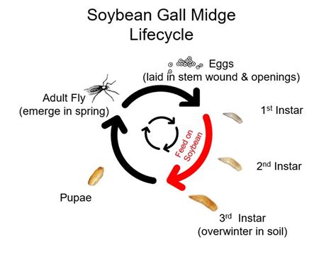 Soybean Gall Midge Control | Golden Harvest