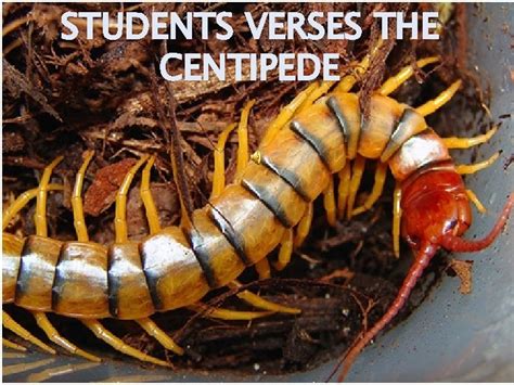 STUDENTS VERSES THE CENTIPEDE Anatomy of a centipede