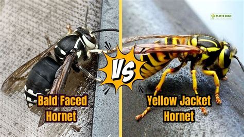 Bald Faced Hornet Vs Yellow Jacket: 5+ Differences To Tell