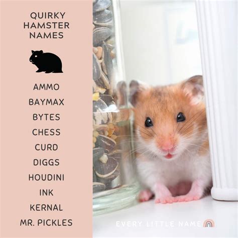 240+ Best Hamster Names (Cute, Funny, and Quirky) - Every Little Name