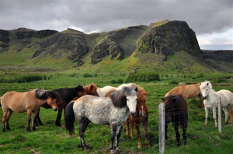 Icelandic Horse: Get to Know Your Equine Breeds