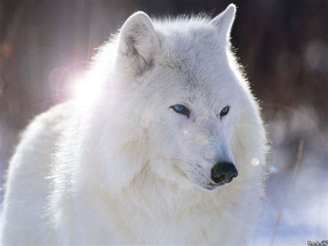 White Wolf with Blue Eyes Wallpapers - 4k, HD White Wolf with Blue Eyes Backgrounds on WallpaperBat