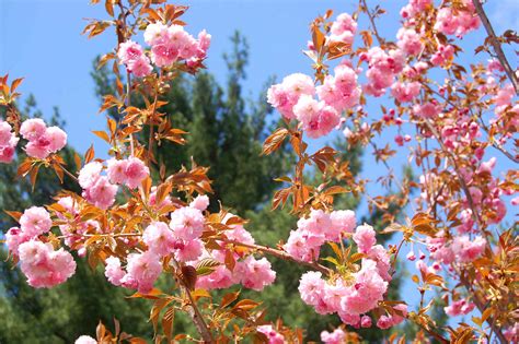 11 Pink Flowering Trees for Your Yard