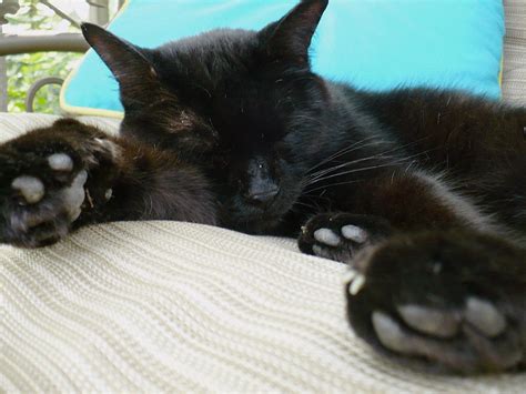 Black cat sleeping Photograph by Barbara Lehto - Pixels