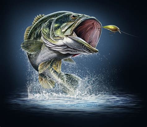 Freshwater Fish Studies on Behance