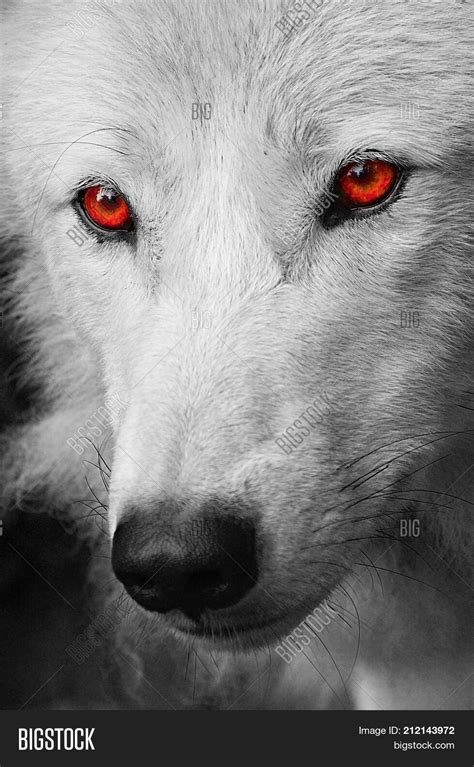 White Wolf With Red Eyes