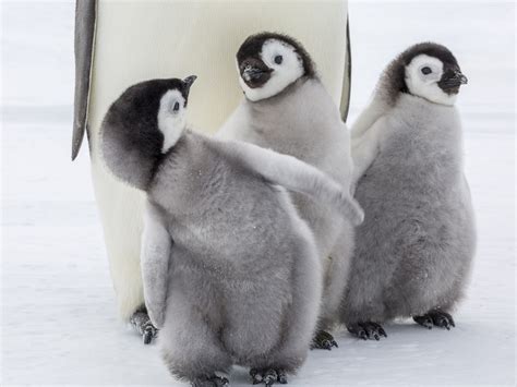 Penguins 🐦💙 | Baby animals, Baby penguins, Cute baby animals