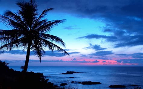 Palm Tree Wallpapers - Wallpaper Cave