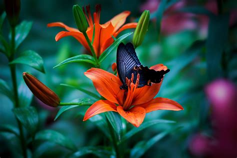 Butterfly Macro 4k Wallpaper,HD Animals Wallpapers,4k Wallpapers,Images ...