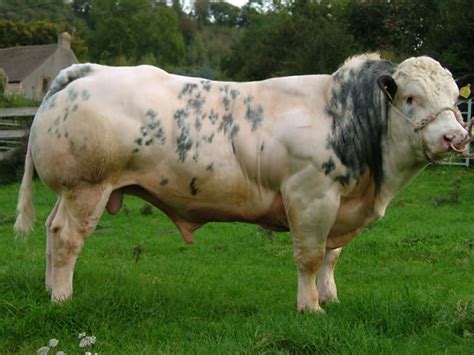 Belgian Blue Cattle | PetMapz