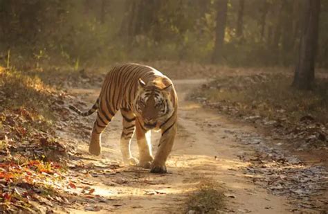 Where Do Bengal Tigers Live - Bengal Tiger Habitat - Zooologist