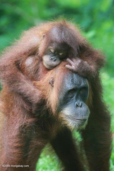 138 Best I need a crazy-haired baby orangutan! images | Baby orangutan ...