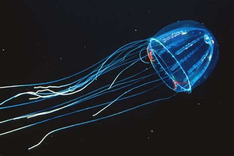 Bioluminescence • MBARI