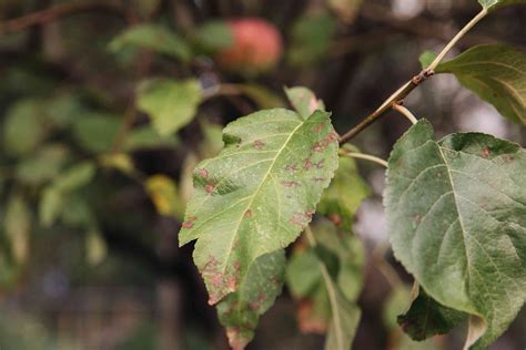 4 Common Apple Tree Diseases