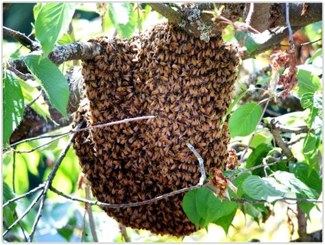 What is bee in South Africa2 || BeeKeeping