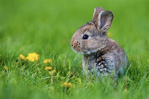 What to Do If You Find a Baby Rabbit In Your Yard