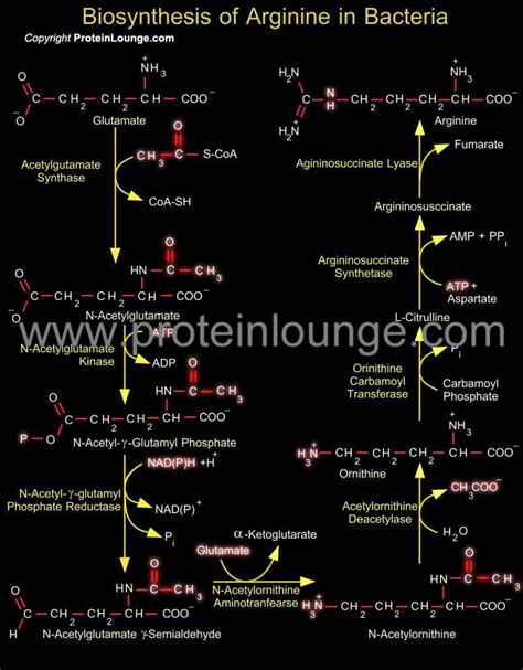 Biological Databases and Tools - Biosynthesis of Arginine in Bacteria | Protein Lounge