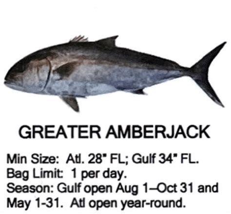 Greater Amberjack - Stella Fishing Co.