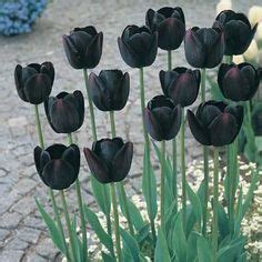 Why Black Tulip? - Black Tulip