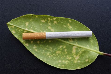 Cigarette Leaf Free Stock Photo - Public Domain Pictures