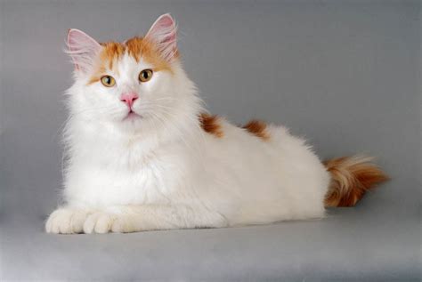 Turkish Van Breed Profile - Cat-World