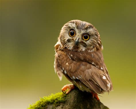 🔥 [40+] Baby Owl Wallpapers | WallpaperSafari