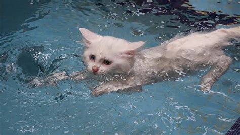 36+ Turkish Van Swimming - Furry Kittens