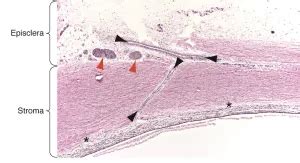 Sclera Histology Labeled