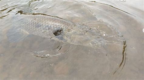 Fly Fishing on the Arapey River in Uruguay - Articles | Fly dreamers