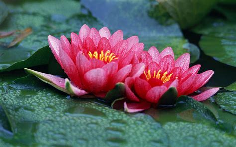 Red Lotus Flower - Flower HD Wallpapers, Images, PIctures, Tattoos and Desktop Background