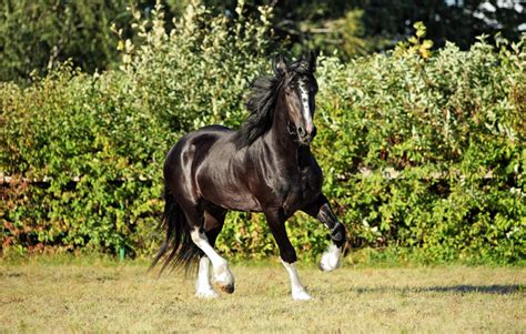 Shire Horse Breed Guide: Characteristics, Health, & Nutrition | Mad Barn