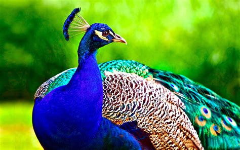 Peacock Wallpapers - Top Free Peacock Backgrounds - WallpaperAccess