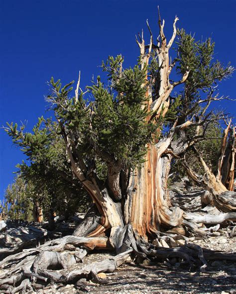 Meet The Methuselah Tree, The Oldest Tree In The World