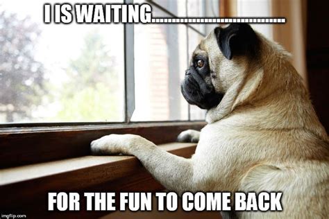 30 Lonely Memes That Will Make You Feel Less Alone | SayingImages.com | Pugs, Pug dog, Fawn pug