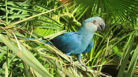 'Blu' macaw that inspired movie Rio one of eight bird species newly ...