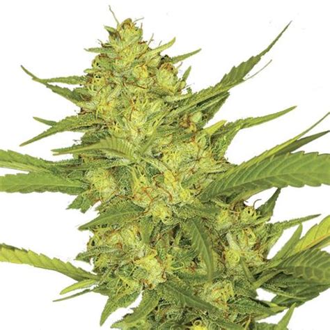 Sour Diesel Seeds | Cannabis Seeds USA