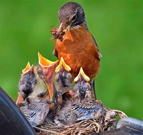 Watch Baby Birds With Nest Cams and in Your Backyard - Birds and Blooms