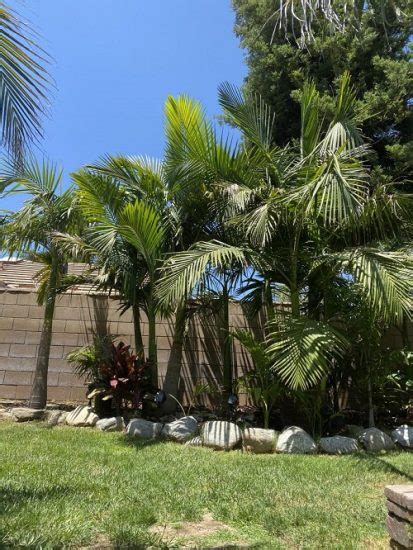 King Palm Tree Care and Best Varieties | Balcony Garden Web