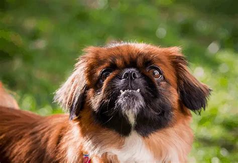 Learn More About the Shih Tzu Pekingese Mix aka Shinese - Dogable