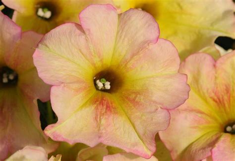 The Top 11 Petunia Varieties