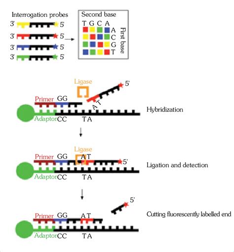 Ligase Enzyme Examples