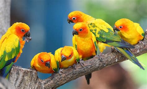 Parrots Wallpapers - Wallpaper Cave