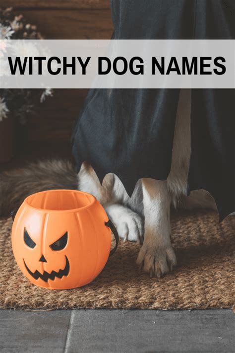 Witchy Dog Names Sure to Cast a Spell - A Gal + A Dog