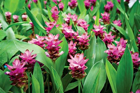 Seeds Curcuma Turmeric Siam Tulip Aromatic Spice Tropical Flower Home Garden - Other Plants ...