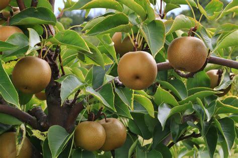 Asian Pear Trees: Care & Growing Guide