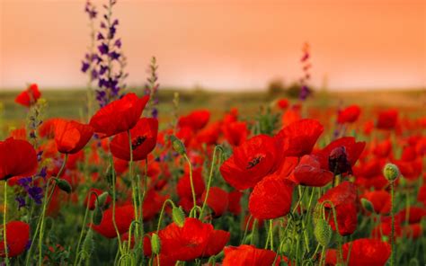 🔥 Download HD Pc Desktop Wallpaper Flowers Widescreen by @amiller95 ...