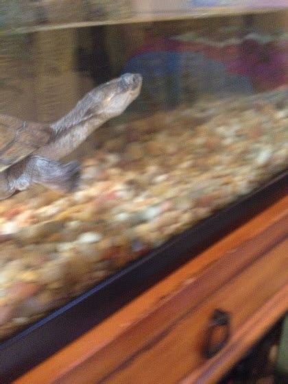 Behavior - Mississippi Map Turtles and African Side-Neck Turtles